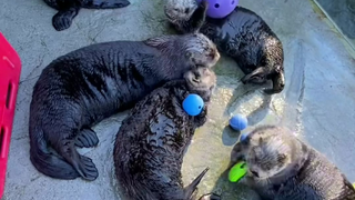海獭这一下午算有事儿干了