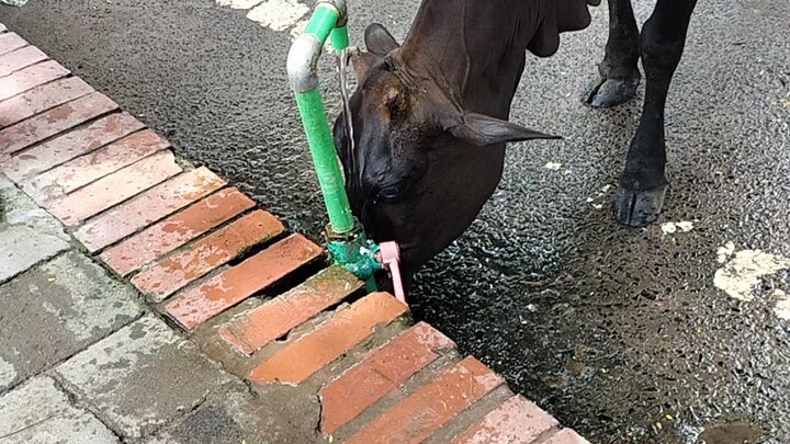 claver cow