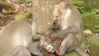 Both Leader Monkey Training Their Babys To Be Strong, Good Relationship Big Monkey Vs Baby Monkey