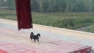 Tenang seperti anjing tua, bagus sekali Bruce!