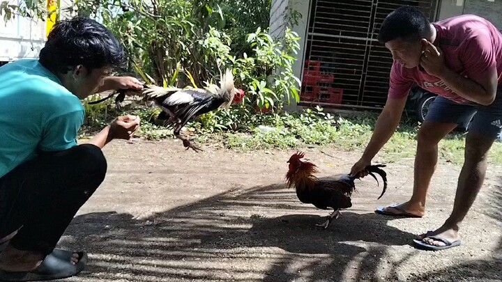 6 months old 1st spar