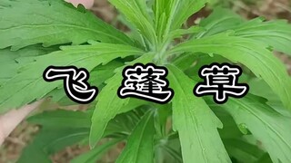 飞蓬草，你小时候是不是也像一个侠客一样把它斩断过。