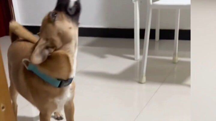 Anjing makan ci­ba, mengenai rahang atas dan rahang bawah.