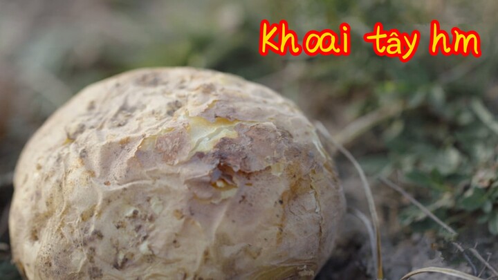 Khoai tây hầm