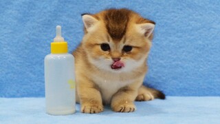 My baby kittens drink milk from bottles