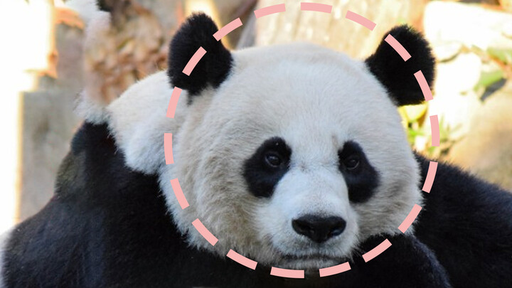 [Panda] Tolonglah Mei Xiang si panda yang ingin pulang.