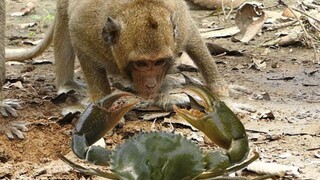 "In order to eat seafood, Monkey King is ready to evolve to the Stone Age"