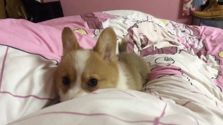 Corgi: First Time on Bed