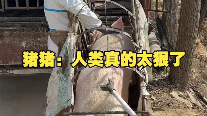 Zhu Zhu: Humans are just so ruthless!