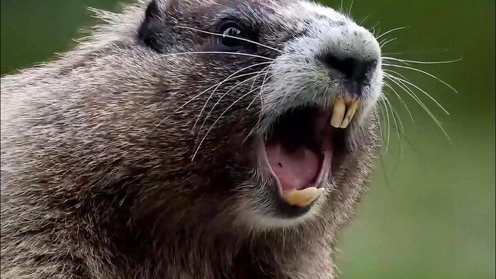 丑萌丑萌的大肥“耗子”