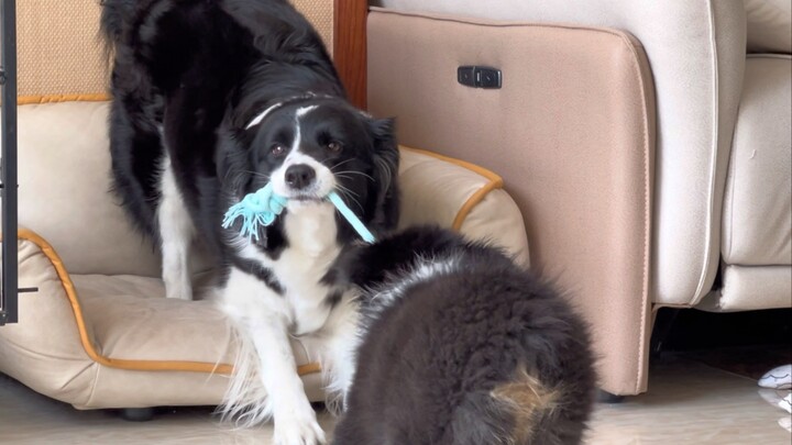 Daily Playtime Between a Six-Year-Old Border Collie and a Two-Month-Old Australian Shepherd