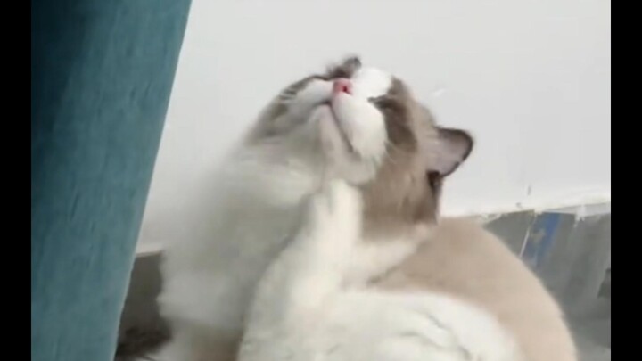 Cat trying to hide his embarrassment by failing to do bad things