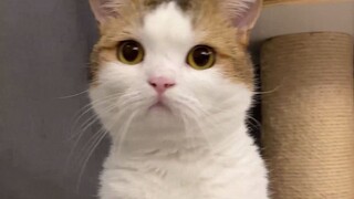 我家的猫不准我弹钢琴！！！