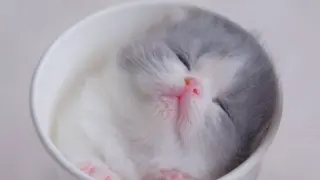 Do You Want a Cup of Kitten?
