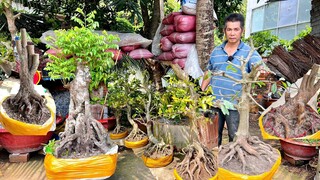 MAU MAI VÀNG 19/6/2O24 (#O939O48121 ) PHÔI MAI VÀNG, MAI TỨ QUÝ, KHẾ CHUA, LỘC VỪNG @bonsai Can Tho