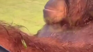 These days, even gorillas have better driving skills than you. This posture shows that he is an expe