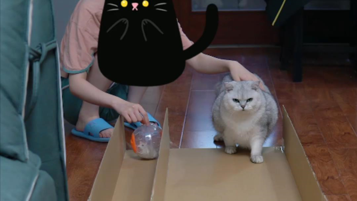 Do cats necessarily run faster than mice?