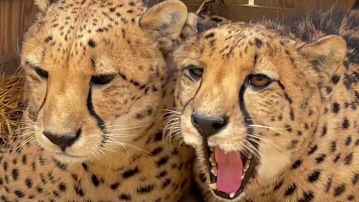Cheetah, leopard, or jaguar—pick one to be your roommate. Who would you choose?
