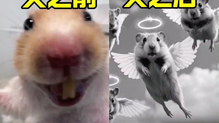 The streamer never saw this coming: the very premise for their account to blow up was them wrapping 