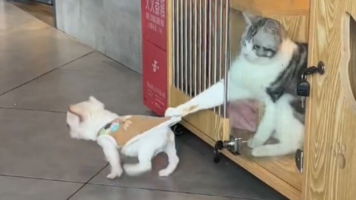 “Mungkin inilah alasan mengapa anjing membenci kucing.”
