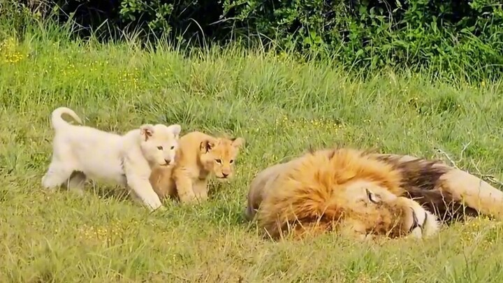 Singa kecil nakal mengganggu ayahnya yang sedang tidur siang