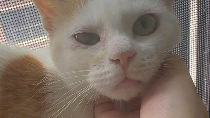 I brought a stray cat home, and now the house is in complete chaos...