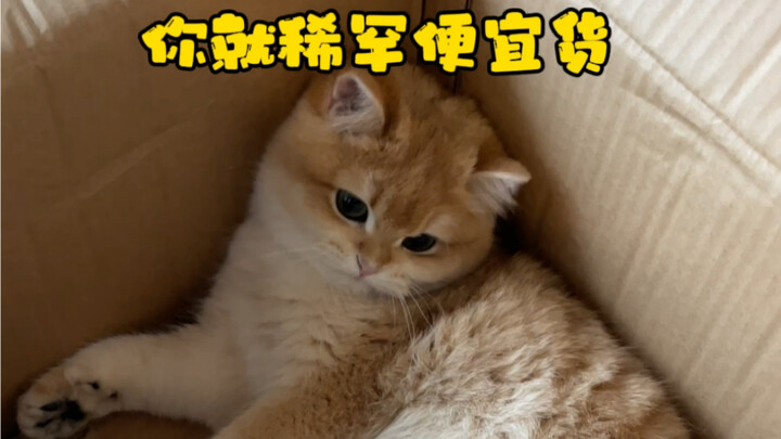 How on earth did I raise a bunch of cat masters who treat money like dirt?