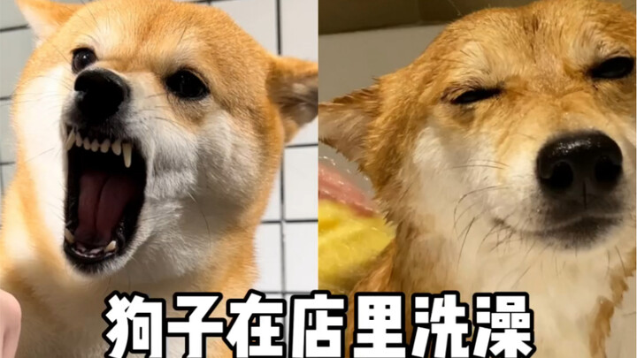 Anjing punya dua wajah: satu saat mandi di salon, satu lagi saat mandi di rumah!