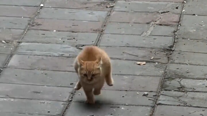 แมวน้อยแสนฉลาดรู้วิธีเอาตัวรอด!