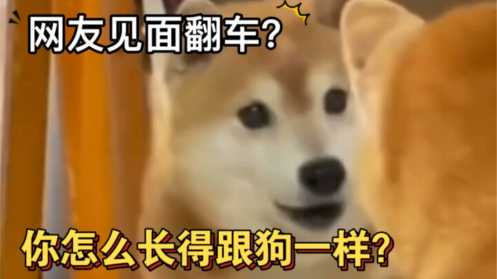 Sao cậu lại trông giống chó thế?