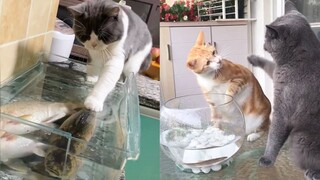 Cats React to Funny Fish - Funny Cat and Fish Reaction Compilation