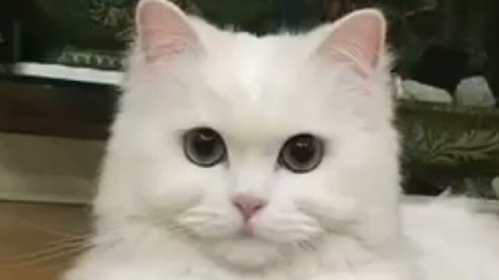 the crocodile and the cat sad story😔🥲