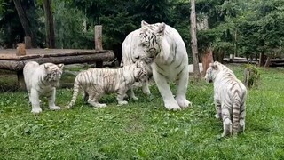 “虎爸：今天我带娃，有什么注意的吗”