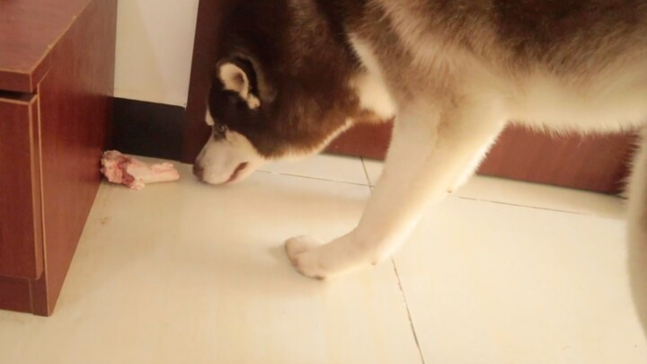 What will happen when, after the husky has hidden its bone, you toss it into the trash right in fron