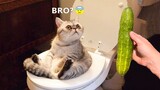 Try Not To Laugh - Super Funny Pet Video| Meow