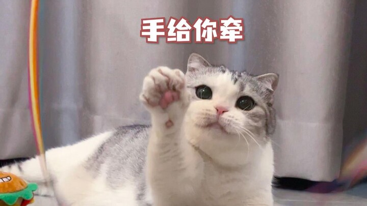 Mèo liên tục bắt tay con người chỉ để được ăn thêm đồ khô đông lạnh.