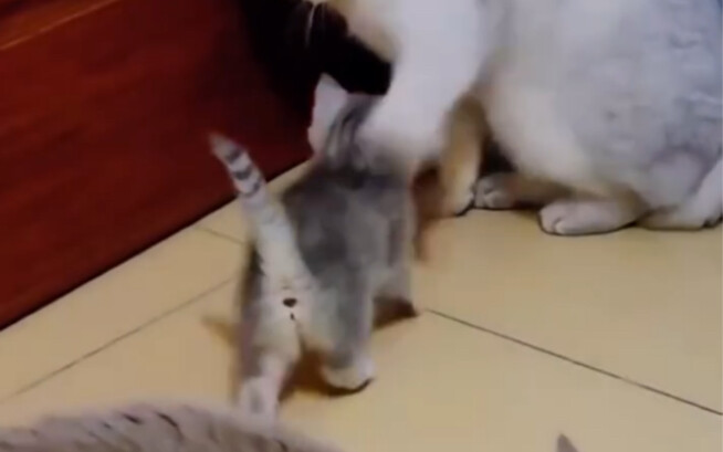 The cat mom protecting her little kitten!