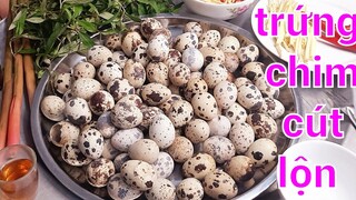 Thử Thách Ăn Hai Trăm Trứng Cút Lộn Và Cái Kết | Biển Nguyễn ngọc.