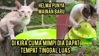 Momen Haru Saat Kucing Jalanan Kaget Saat Dapat Tempat Tinggal Yang Luas..!