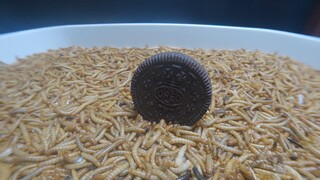 10,000 MEALWORMS vs OREO