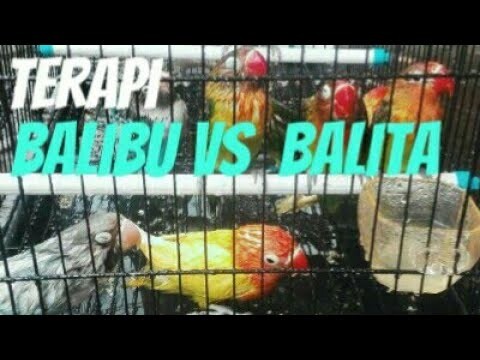 Balibu cs balita / terapi sejak dini