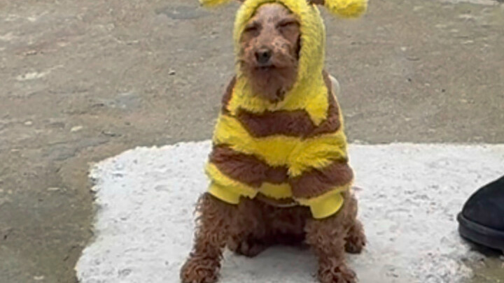 Ông giáo nước ngoài này đúng là vô pháp vô thiên!