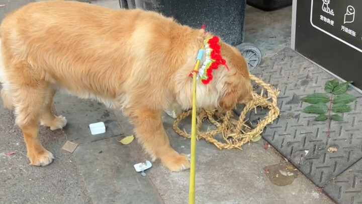 Sợi dây thừng mà người đời chẳng hiểu, lại là niềm ưu ái quý giá nhất của nó trong kiếp này
