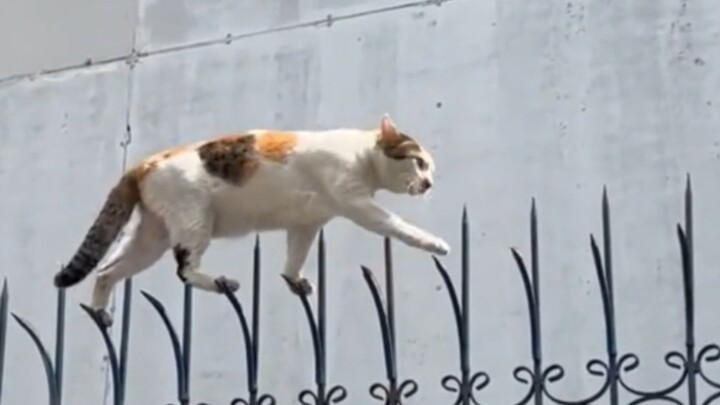 “不走寻常路的猫！”