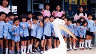 Japanese Footage: A Pelican Flies Into a Kindergarten