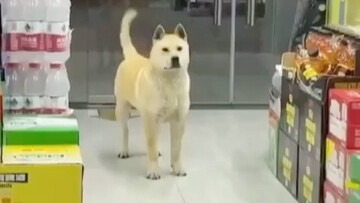 Inilah penampilan sejati anjing kampung Tiongkok dari Guangxi yang super keren: kepala besar, moncon