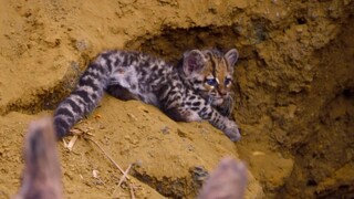 Tổng hợp các hình ảnh của mèo gấm Ocelot