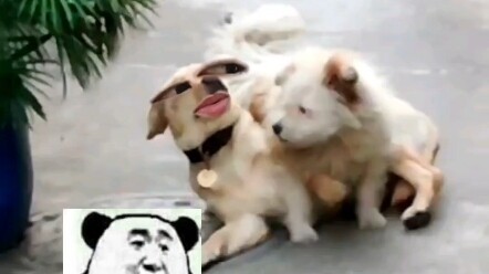 ผู้หญิงที่พี่หมาหมายตา แกยังกล้าแตะต้องอีกเหรอ?