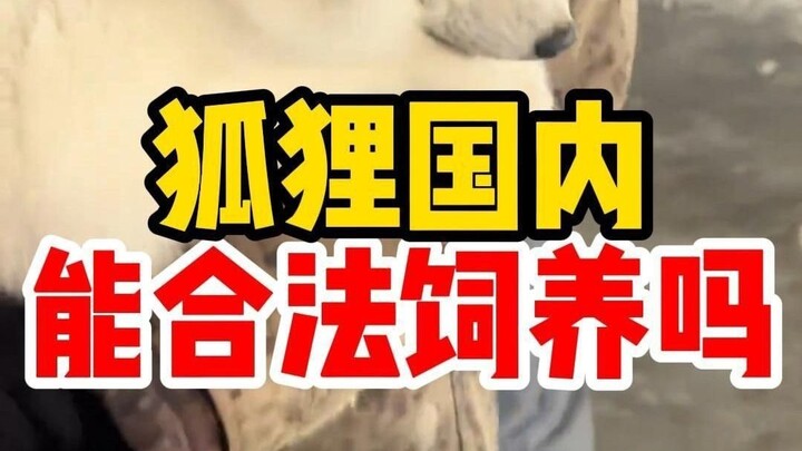 Can foxes be kept as pets in China? The key question is: are they easy to care for?