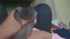 a dancing rat